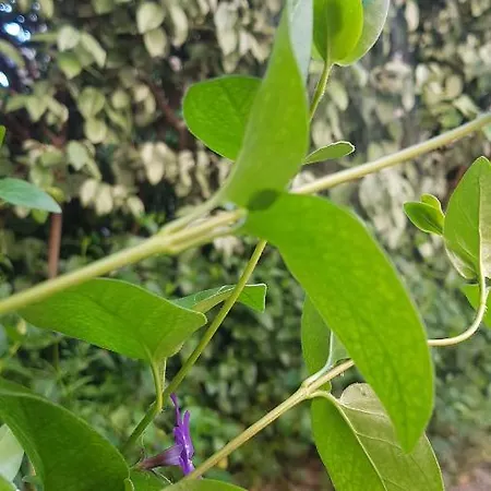 Il Giardino *