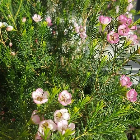 Il Giardino ベッド・アンド・ブレックファスト Lippo