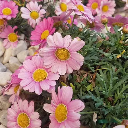 ベッド・アンド・ブレックファスト Il Giardino Lippo