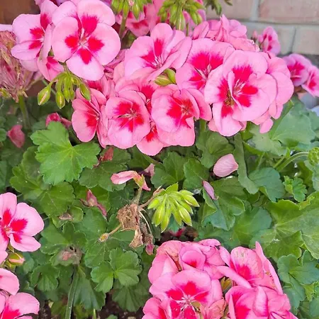 ベッド・アンド・ブレックファスト Il Giardino Lippo