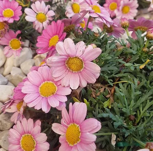 Bed & Breakfast Il Giardino Lippo