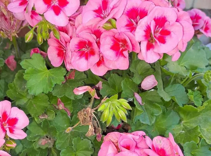 Bed & Breakfast Il Giardino Lippo